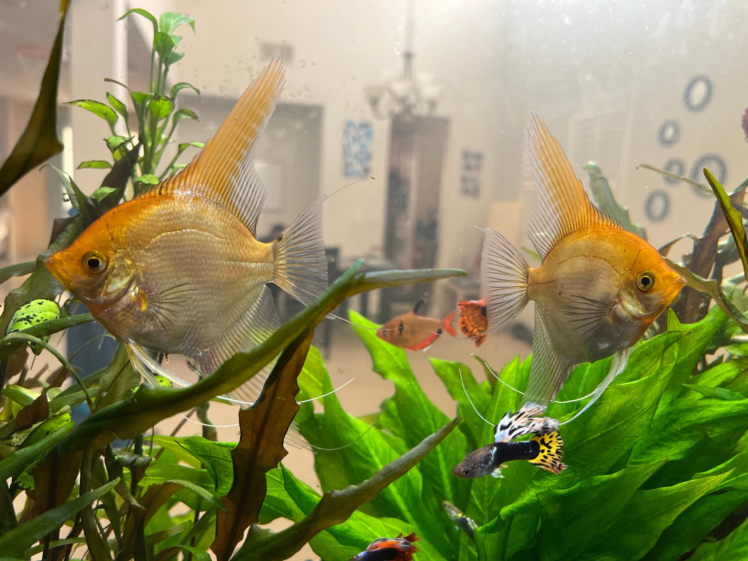 Two golden angelfish and smaller colorful fish swimming among lush green aquarium plants.