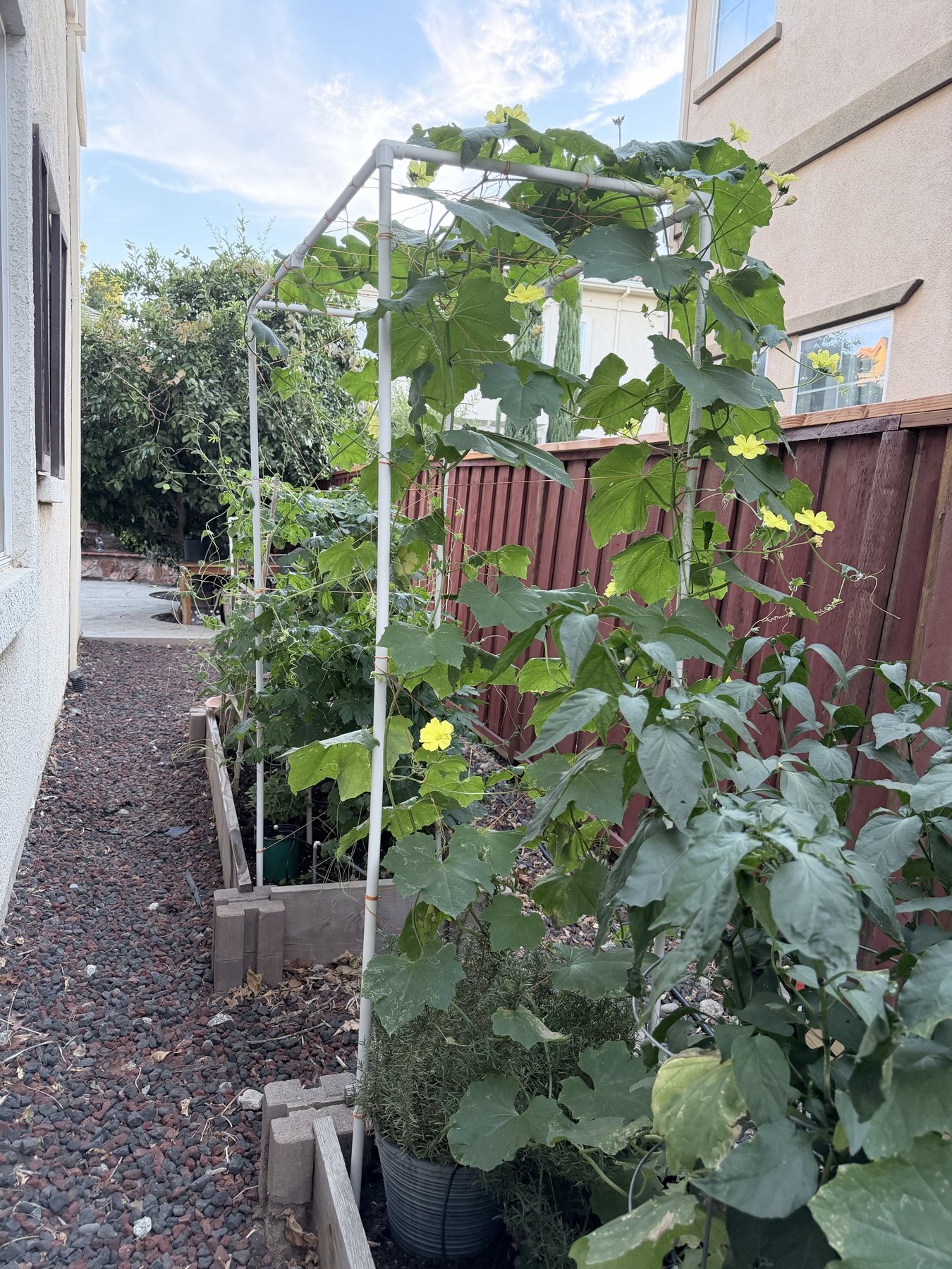 Climbing vines with yellow flowers growing over a trellis beside a garden path.